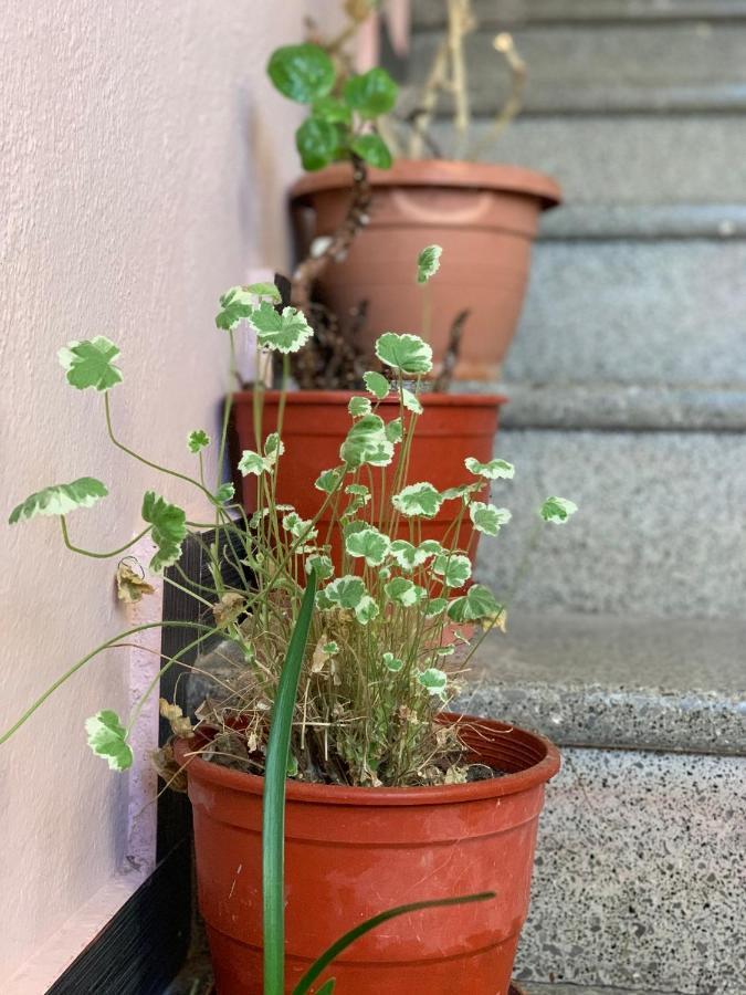 Apartment Syzo